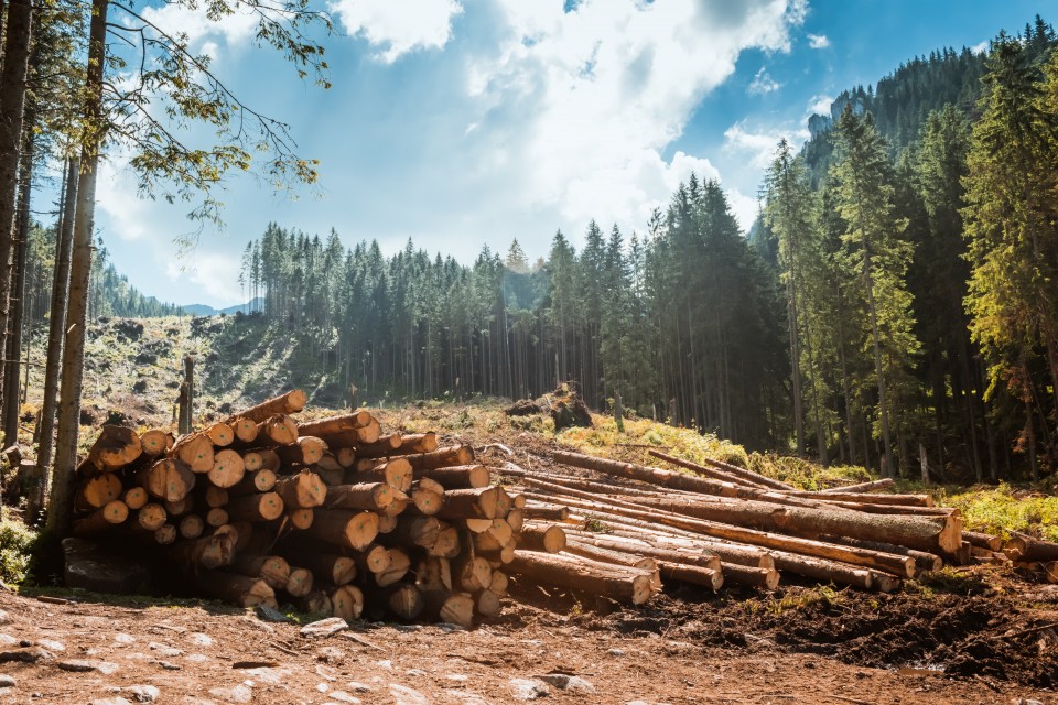 AdobeStock_186987371-960x640